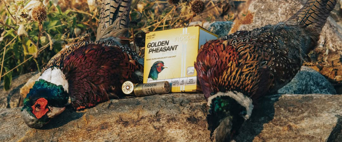 pheasant laying on a tree trump with a box of Golden Pheasant and shotshells