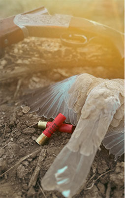 dove next to shotgun and shotshells