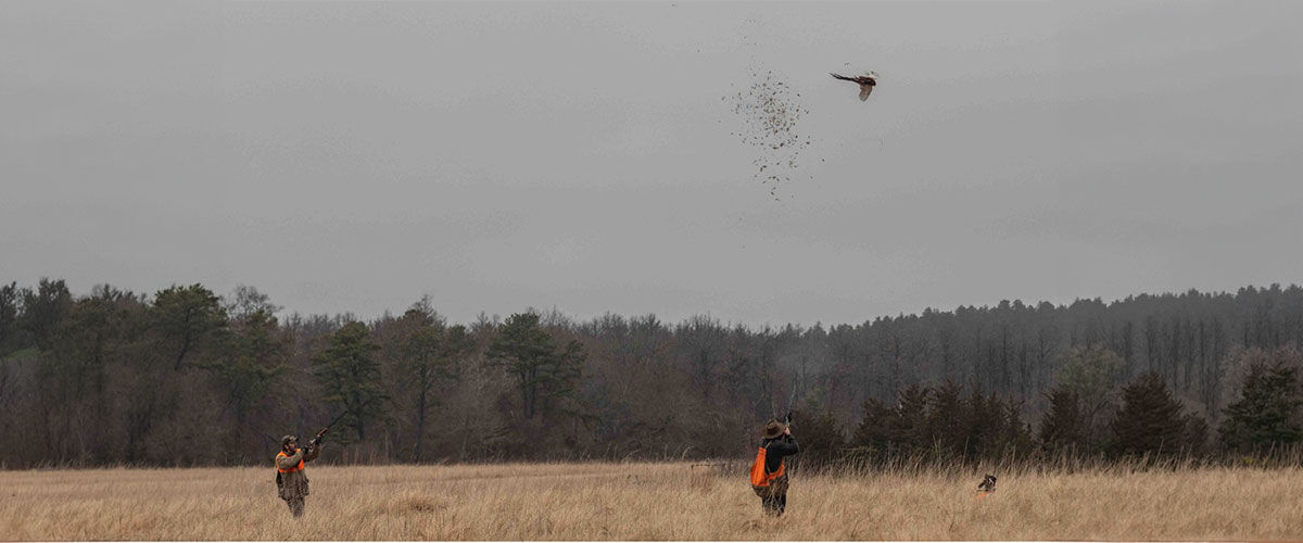hunters shooting a pheasant