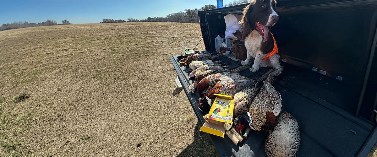 dog on a tailgate