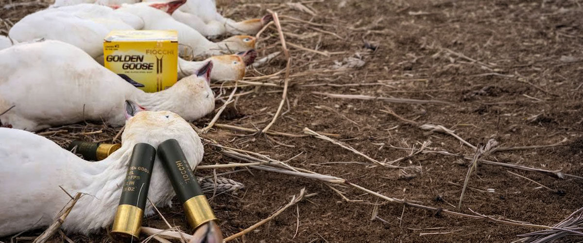 Golden Goose next to dead geese