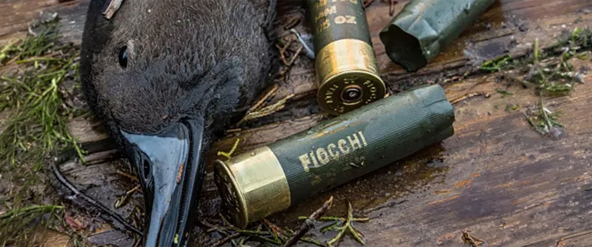 Dead goose next to Fiocchi shotshells